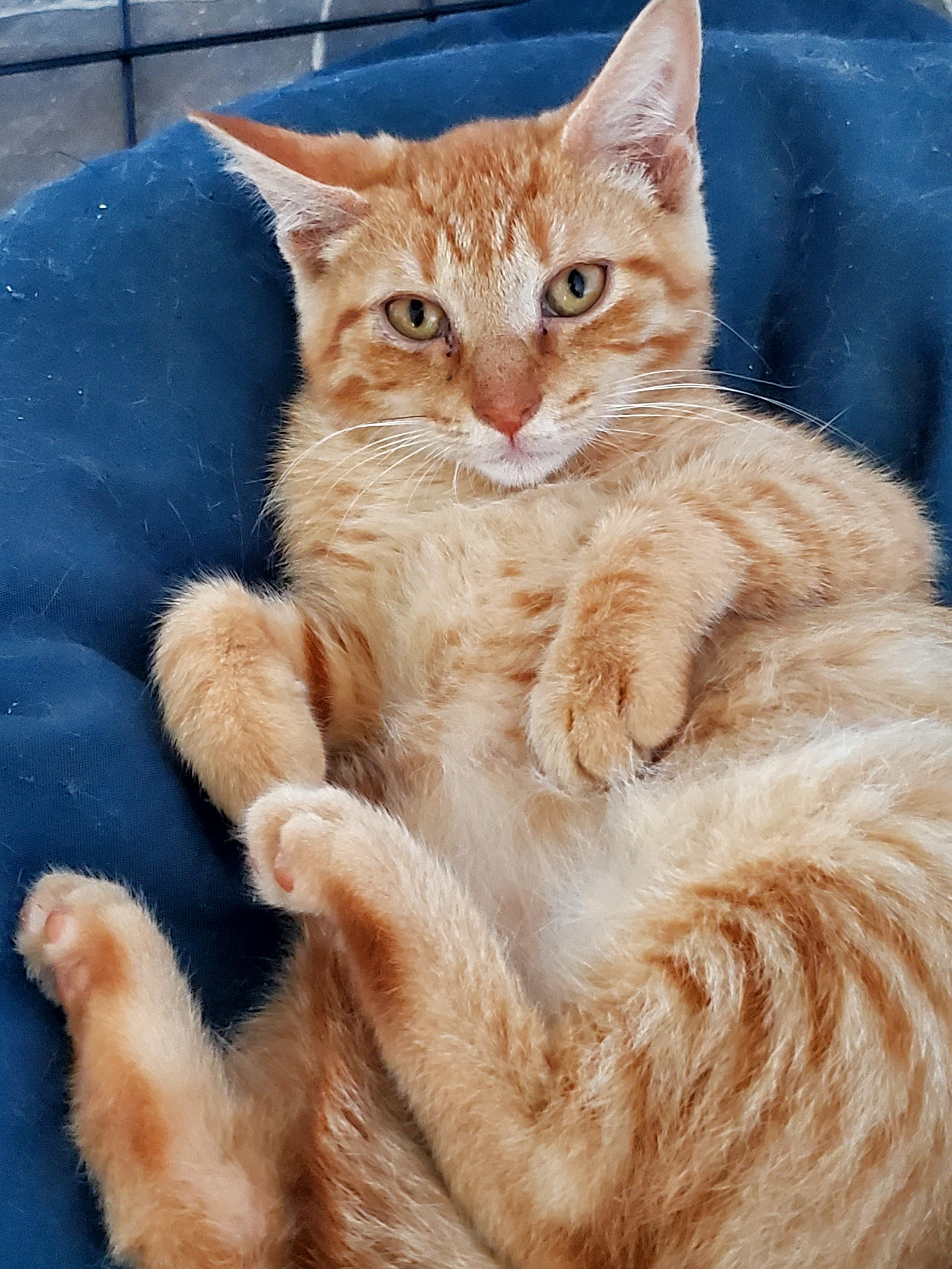 Enlarge Pumpkie (& Spice), a Adopted American Shorthair in Gladwin, MI image 3/5