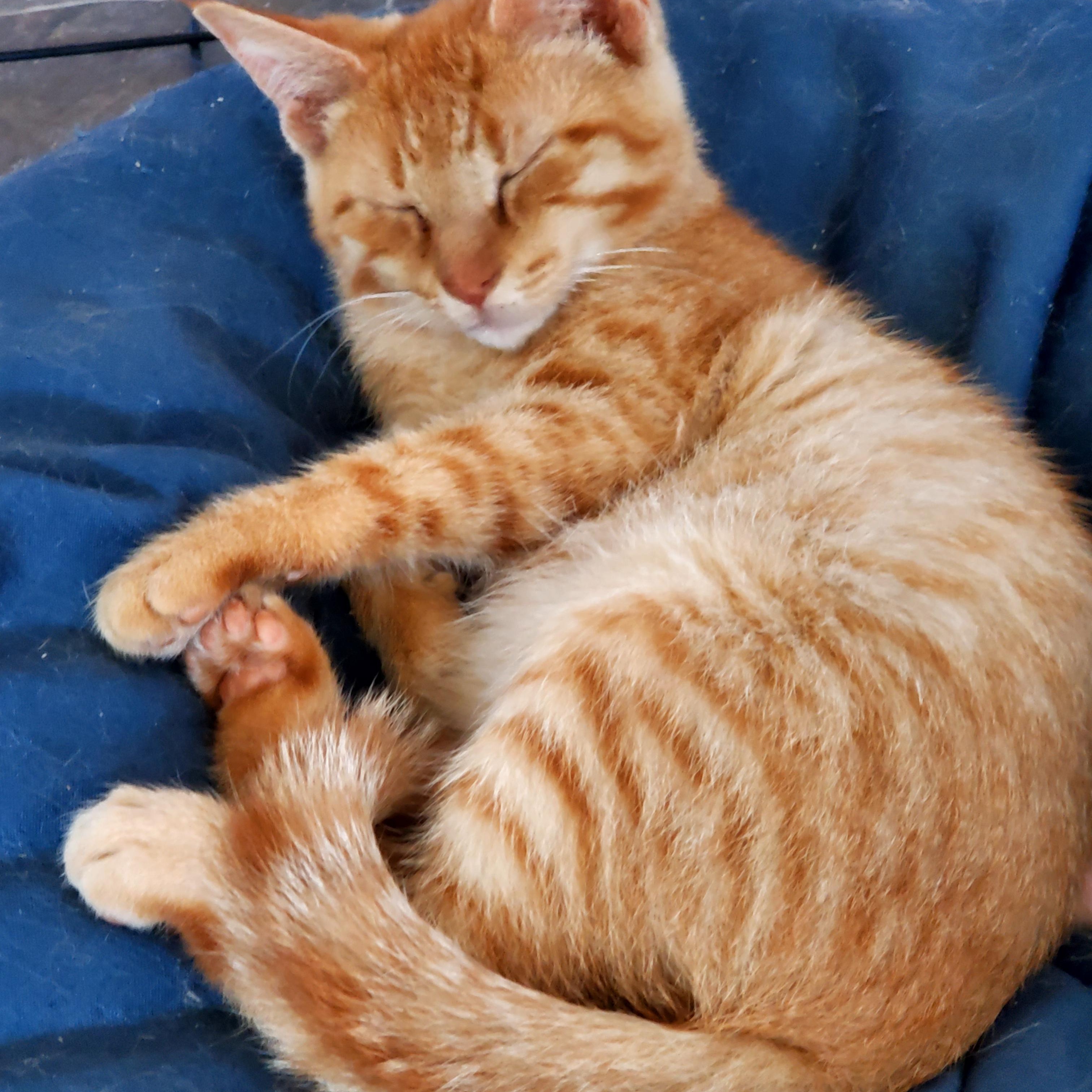Enlarge Pumpkie (& Spice), a Adopted American Shorthair in Gladwin, MI image 4/5