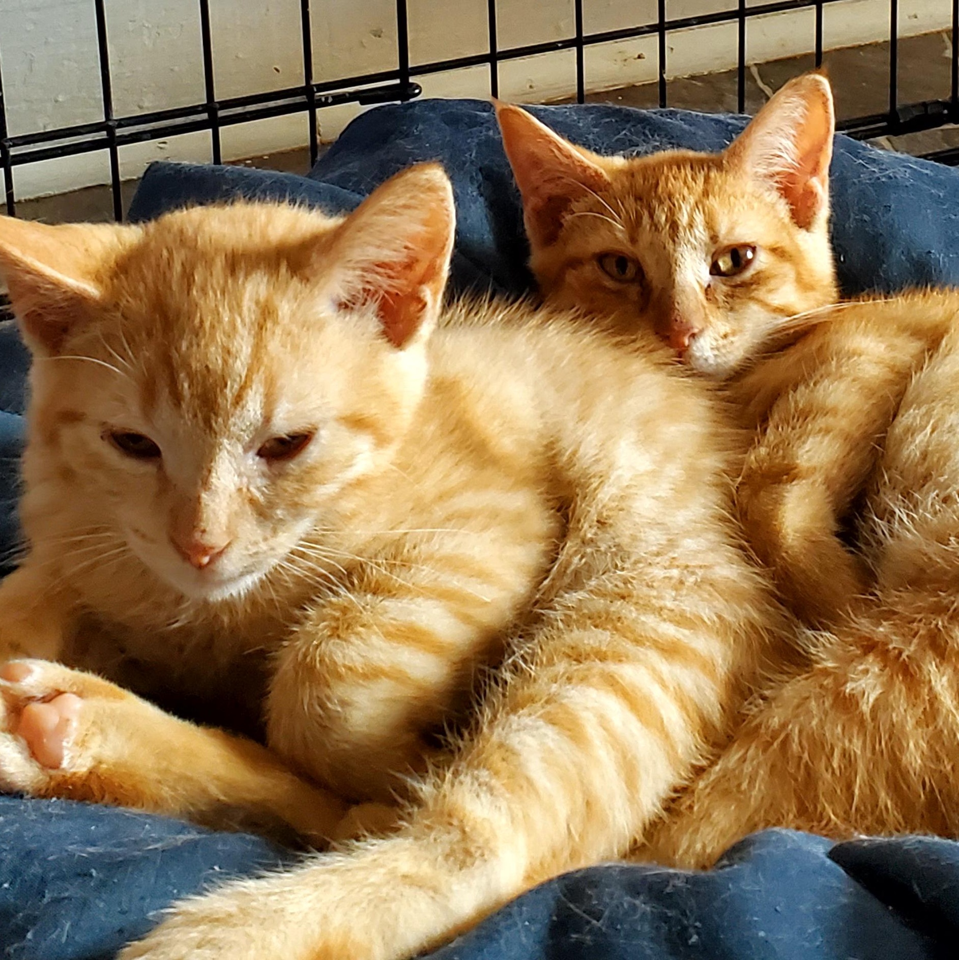 Enlarge Pumpkie (& Spice), a Adopted American Shorthair in Gladwin, MI image 5/5