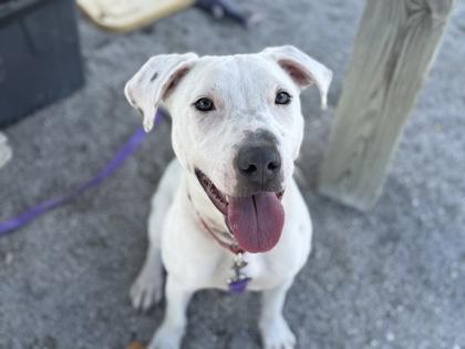Evie, Adoptable, Young Female Mixed Breed & Mixed Breed.