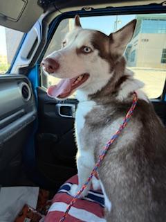 LUFFY, an adoptable Siberian Husky in Las Vegas, NV, 89147 | Photo Image 5