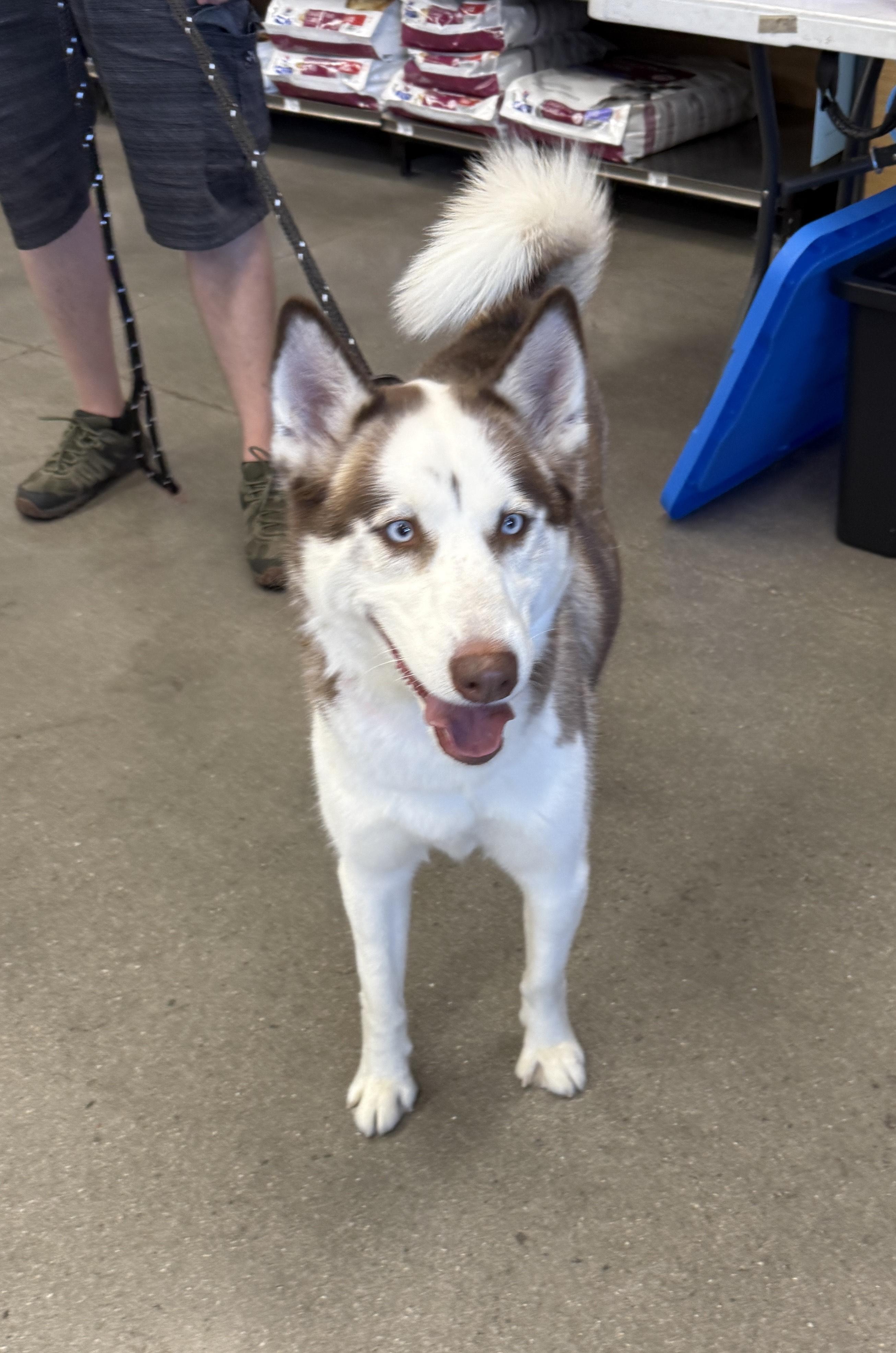 LUFFY, an adoptable Siberian Husky in Las Vegas, NV, 89147 | Photo Image 1