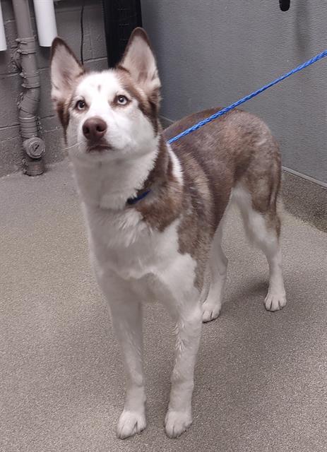LUFFY, an adoptable Siberian Husky in Las Vegas, NV, 89147 | Photo Image 4