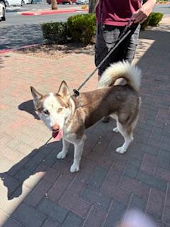 LUFFY, an adoptable Siberian Husky in Las Vegas, NV, 89147 | Photo Image 5