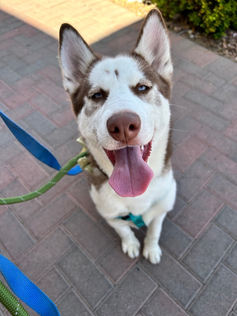 LUFFY, an adoptable Siberian Husky in Las Vegas, NV, 89147 | Photo Image 2