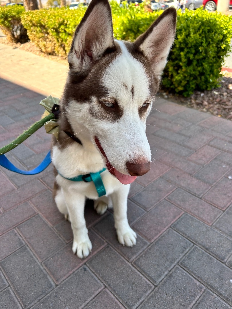 LUFFY, an adoptable Siberian Husky in Las Vegas, NV, 89147 | Photo Image 3