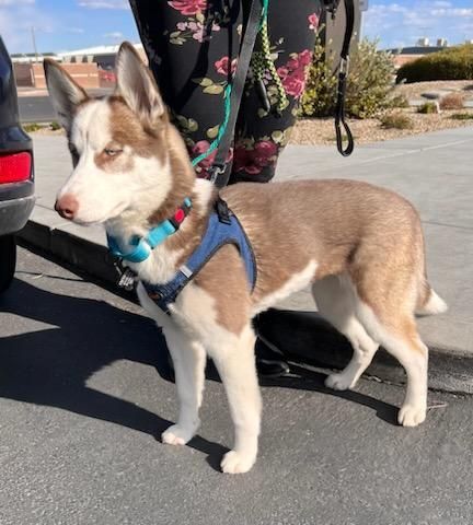 LUFFY, an adoptable Siberian Husky in Las Vegas, NV, 89147 | Photo Image 2