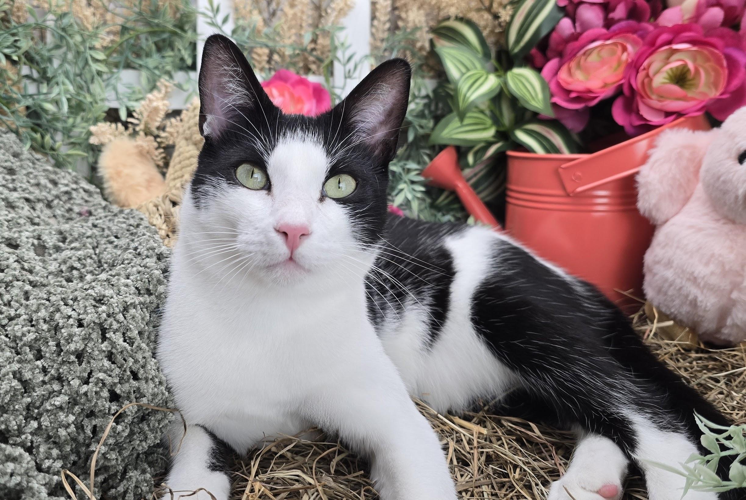 Deveraux the Distinguished Gentleman, Adoptable, Young Male Domestic Short Hair.