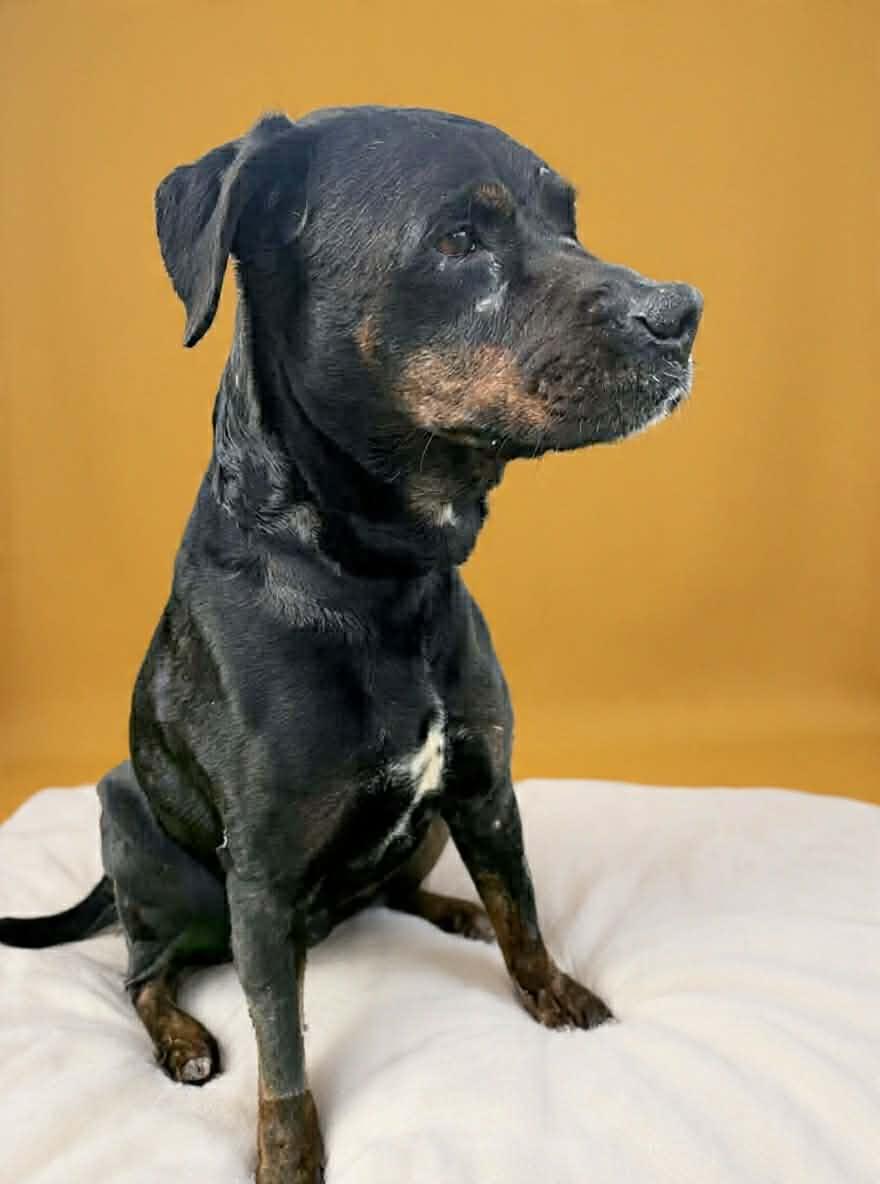 Hammy, Adoptable, Adult Male Rottweiler.