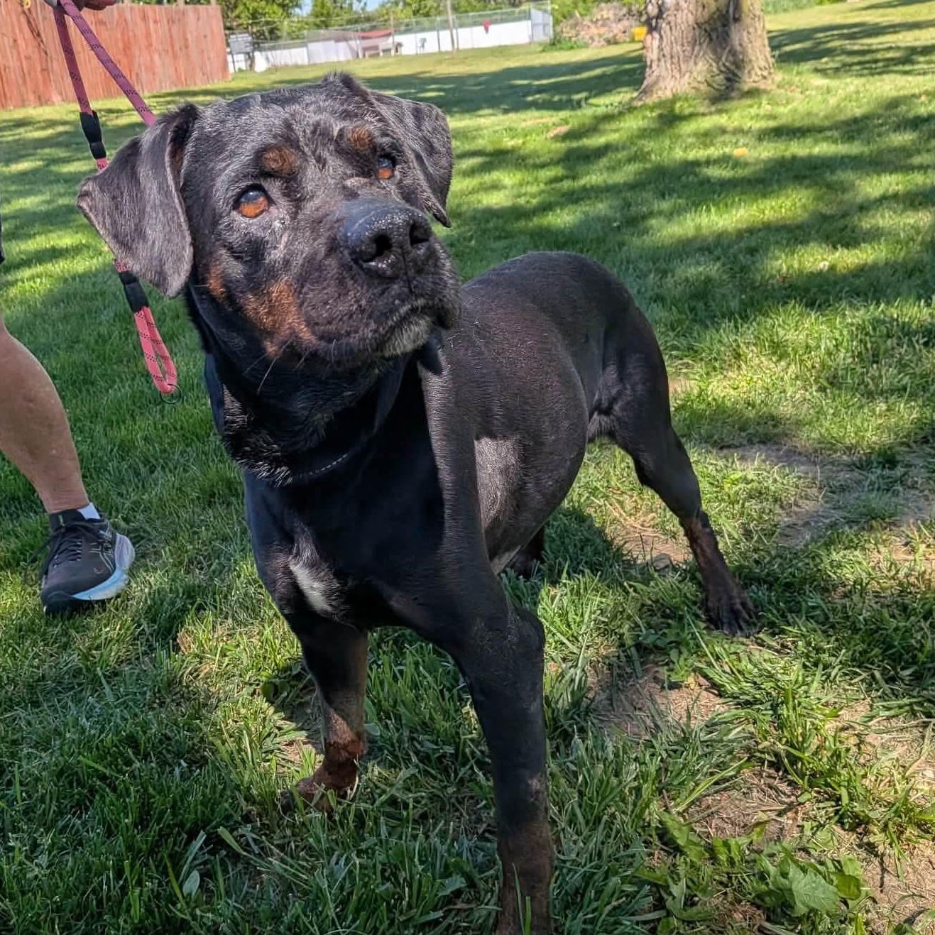 Enlarge Hammy, a Adoptable mixed breed in Elyria, OH image 1/6