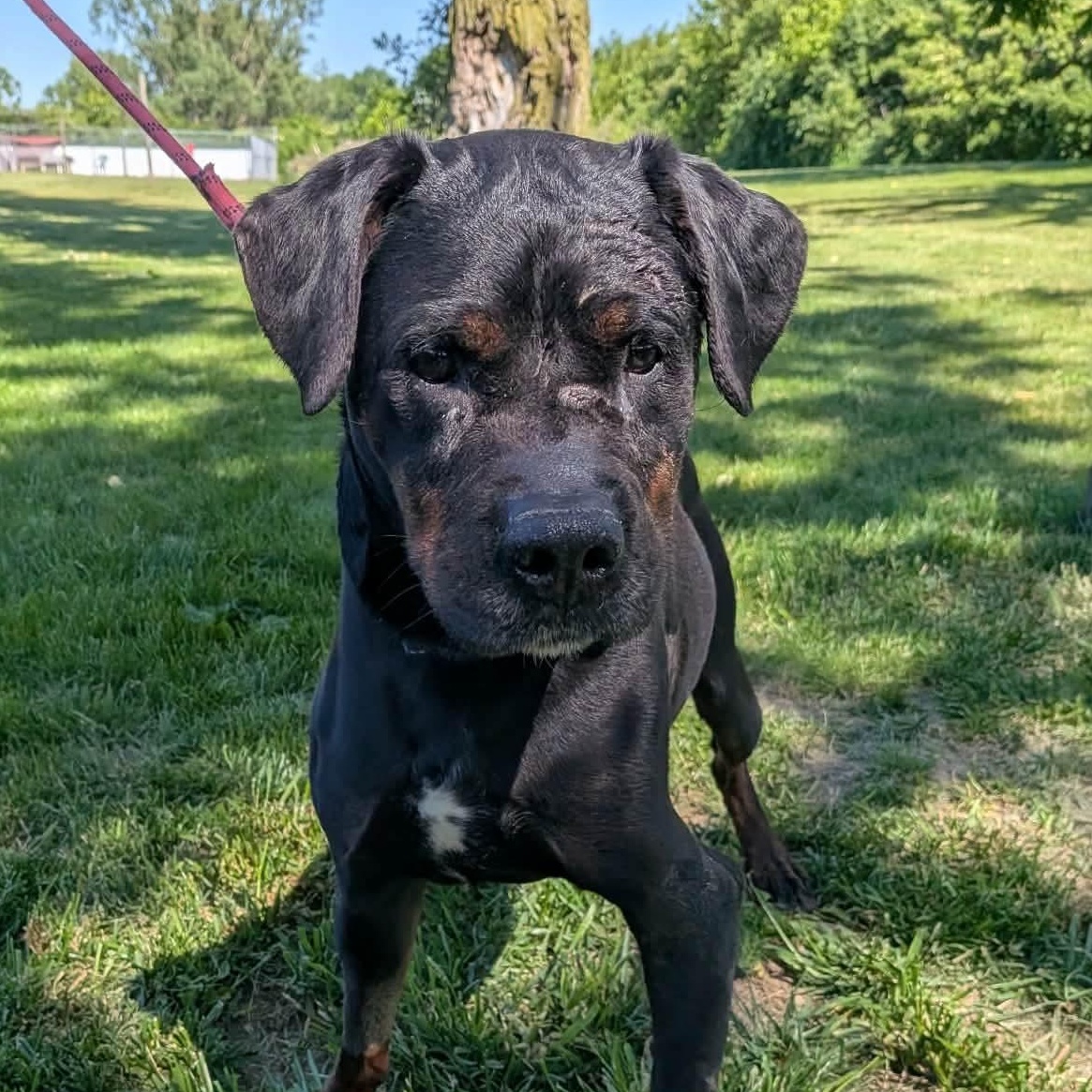 Enlarge Hammy, a Adoptable mixed breed in Elyria, OH image 5/6