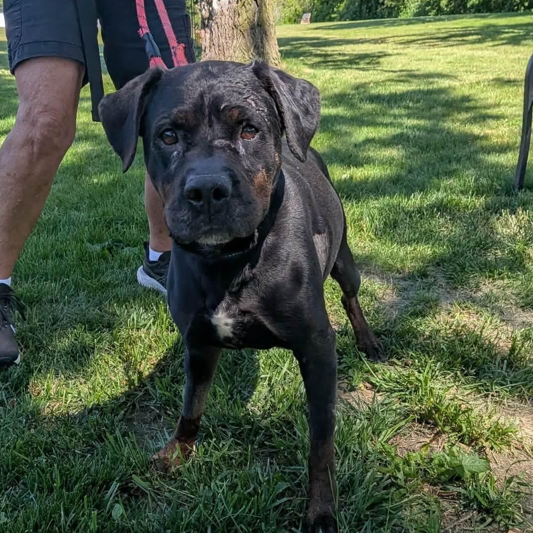 Enlarge Hammy, a Adoptable mixed breed in Elyria, OH image 6/6