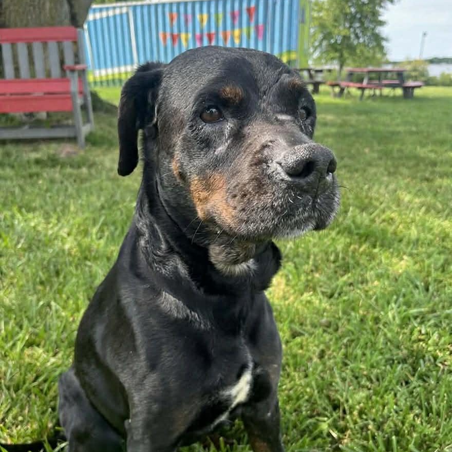 Enlarge Hammy, a Adoptable mixed breed in Elyria, OH image 3/6