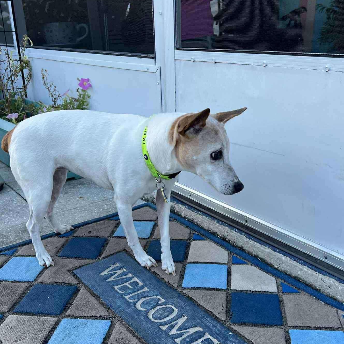 Enlarge Jodie, a Adoptable Jack Russell Terrier in Grafton, OH image 2/4