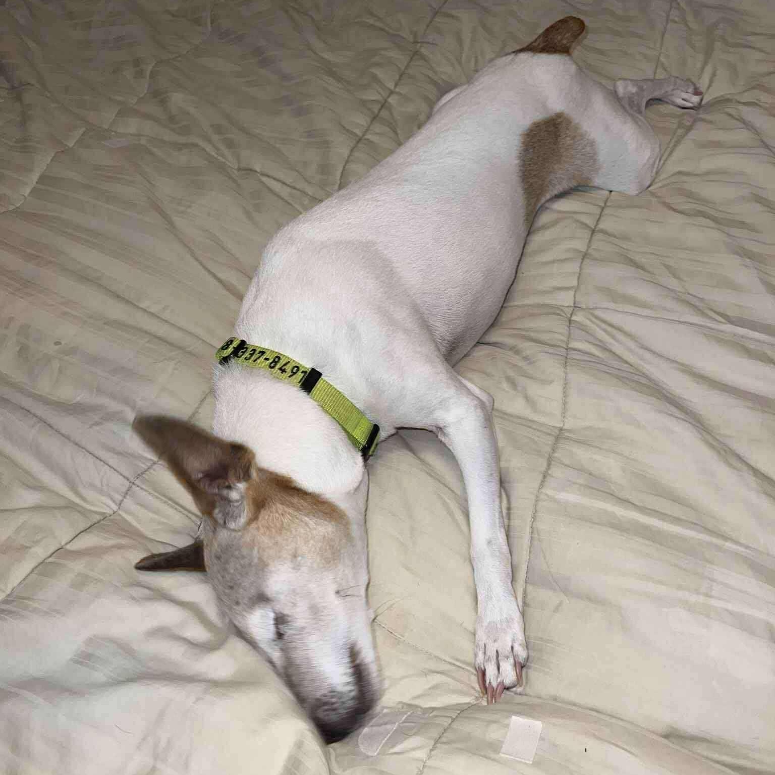 Enlarge Jodie, a Adoptable Jack Russell Terrier in Grafton, OH image 3/4