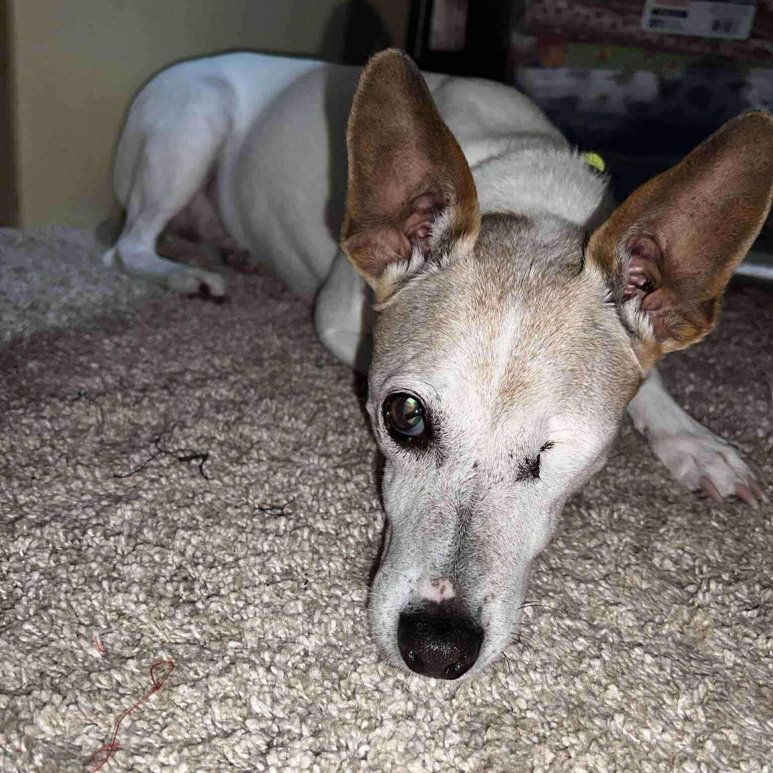 Jodie, Adoptable, Senior Female Jack Russell Terrier.