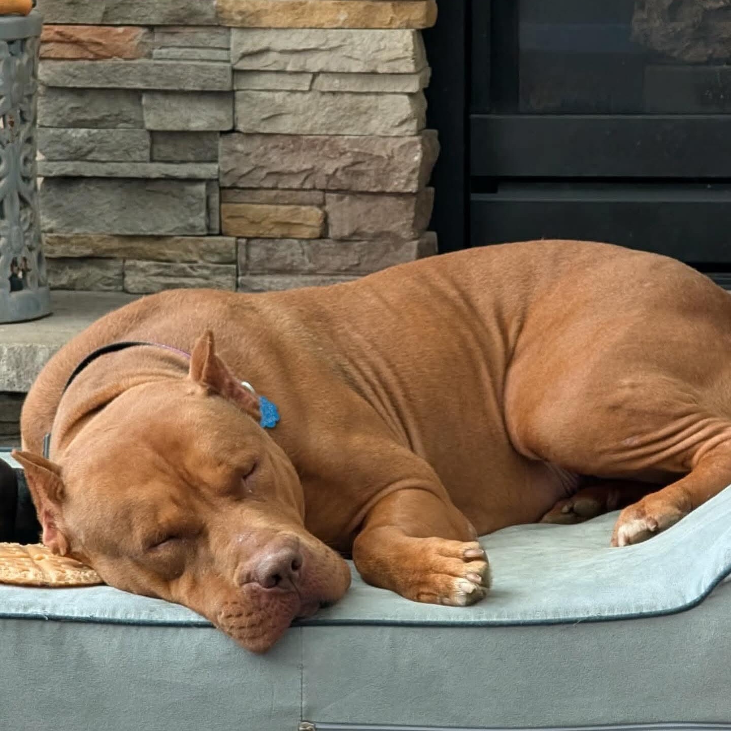 Enlarge Jerri, a ADOPTABLE mixed breed in Minooka, IL image 2/6