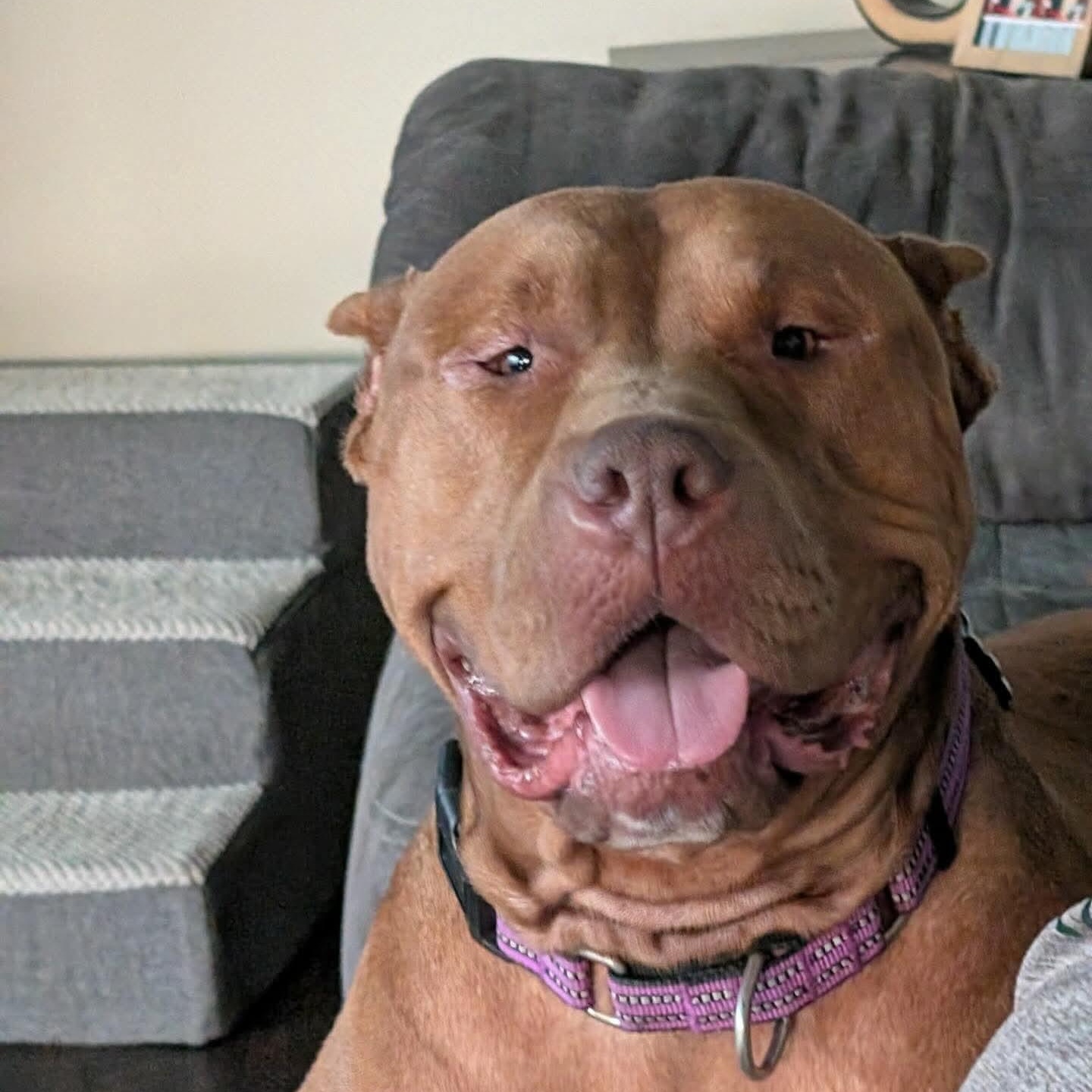 Jerri, ADOPTABLE, Adult Female American Staffordshire Terrier.