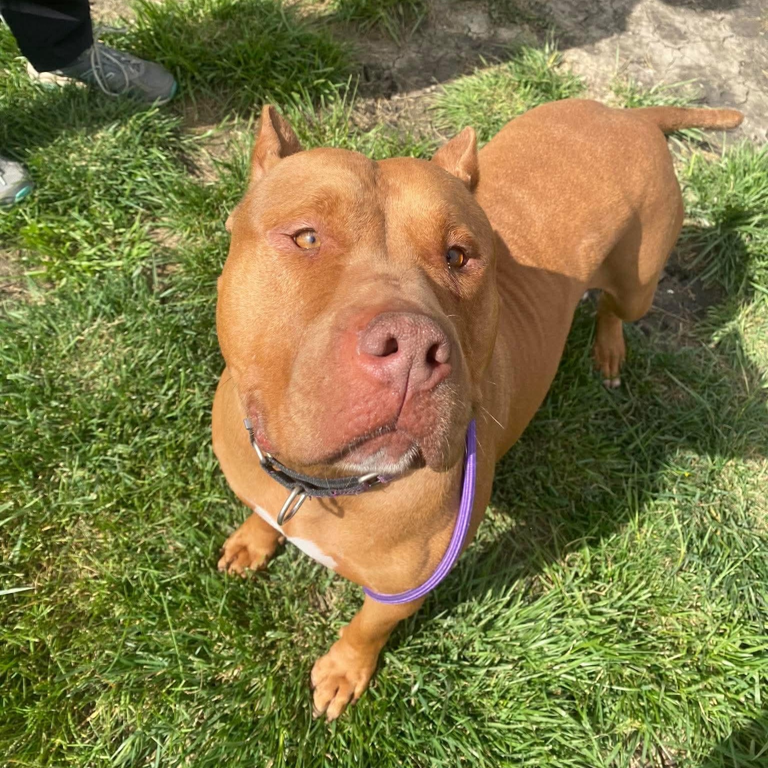 Enlarge Jerri, a ADOPTABLE mixed breed in Minooka, IL image 3/6