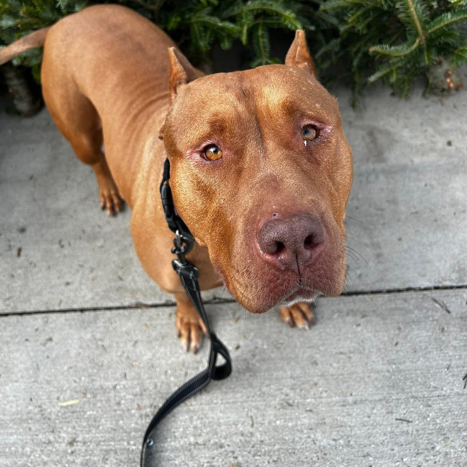 Enlarge Jerri, a ADOPTABLE mixed breed in Minooka, IL image 4/6