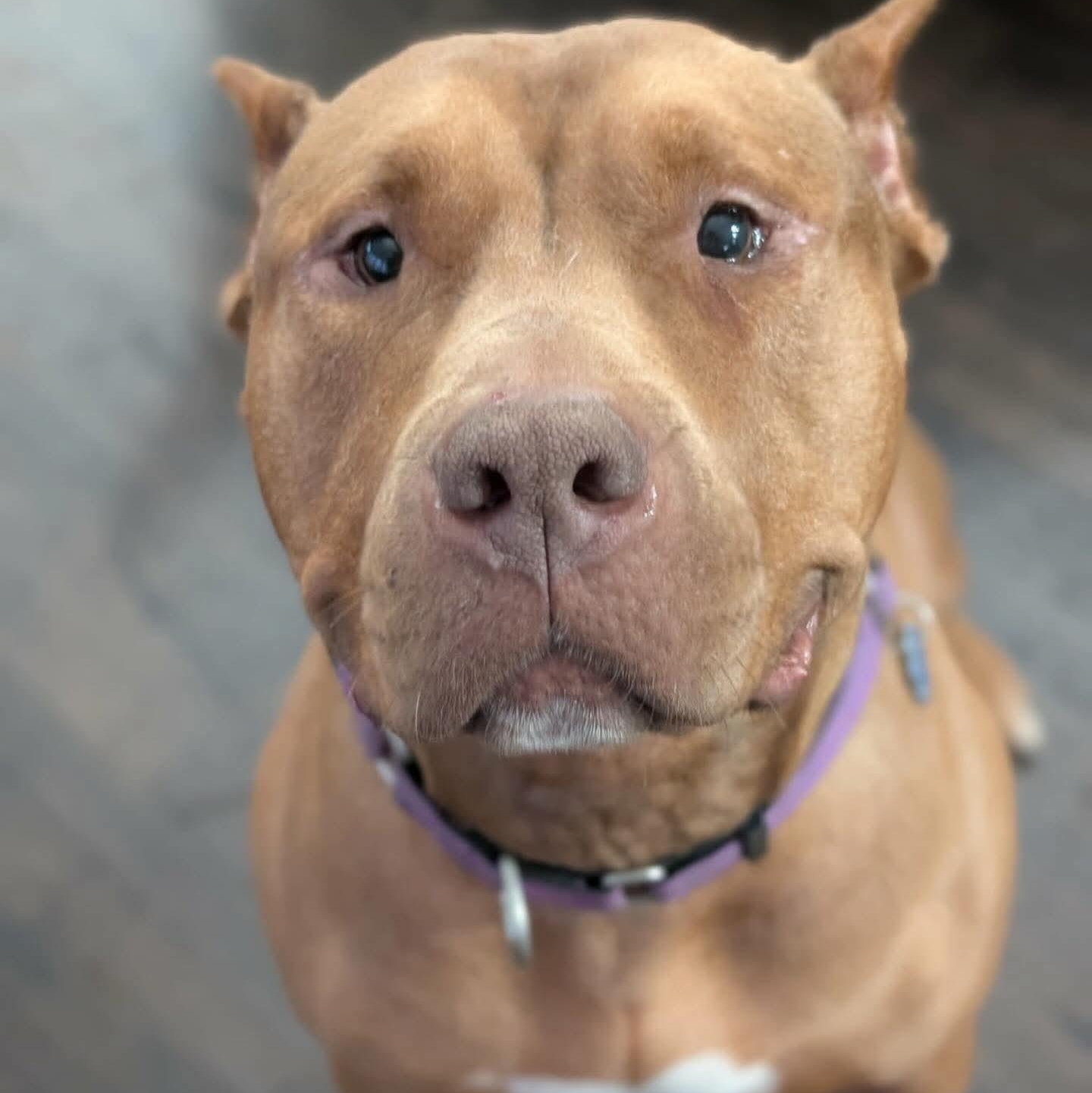 Enlarge Jerri, a ADOPTABLE mixed breed in Minooka, IL image 5/6