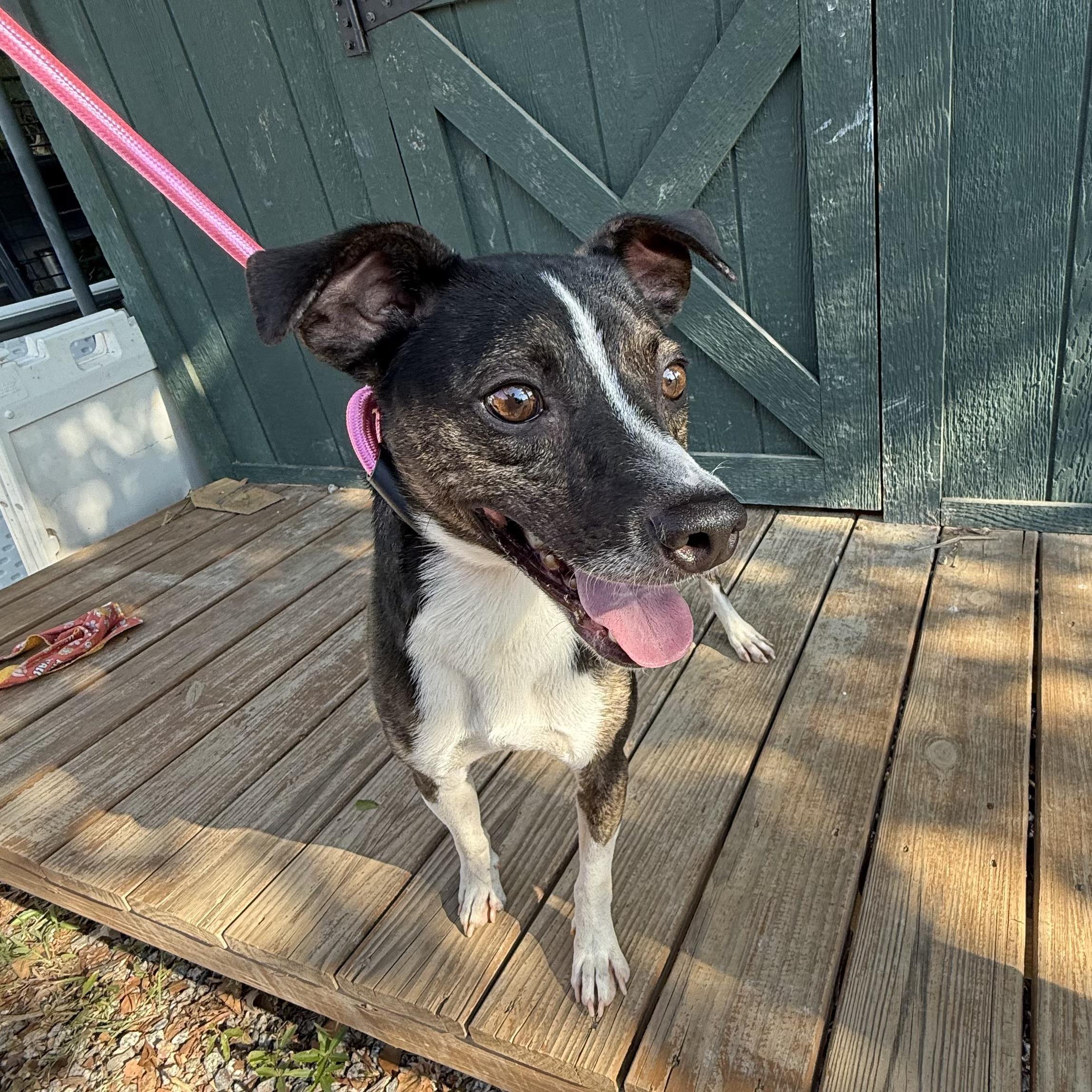 Enlarge Dillian, a Adoptable mixed breed in Stowe, VT image 4/4