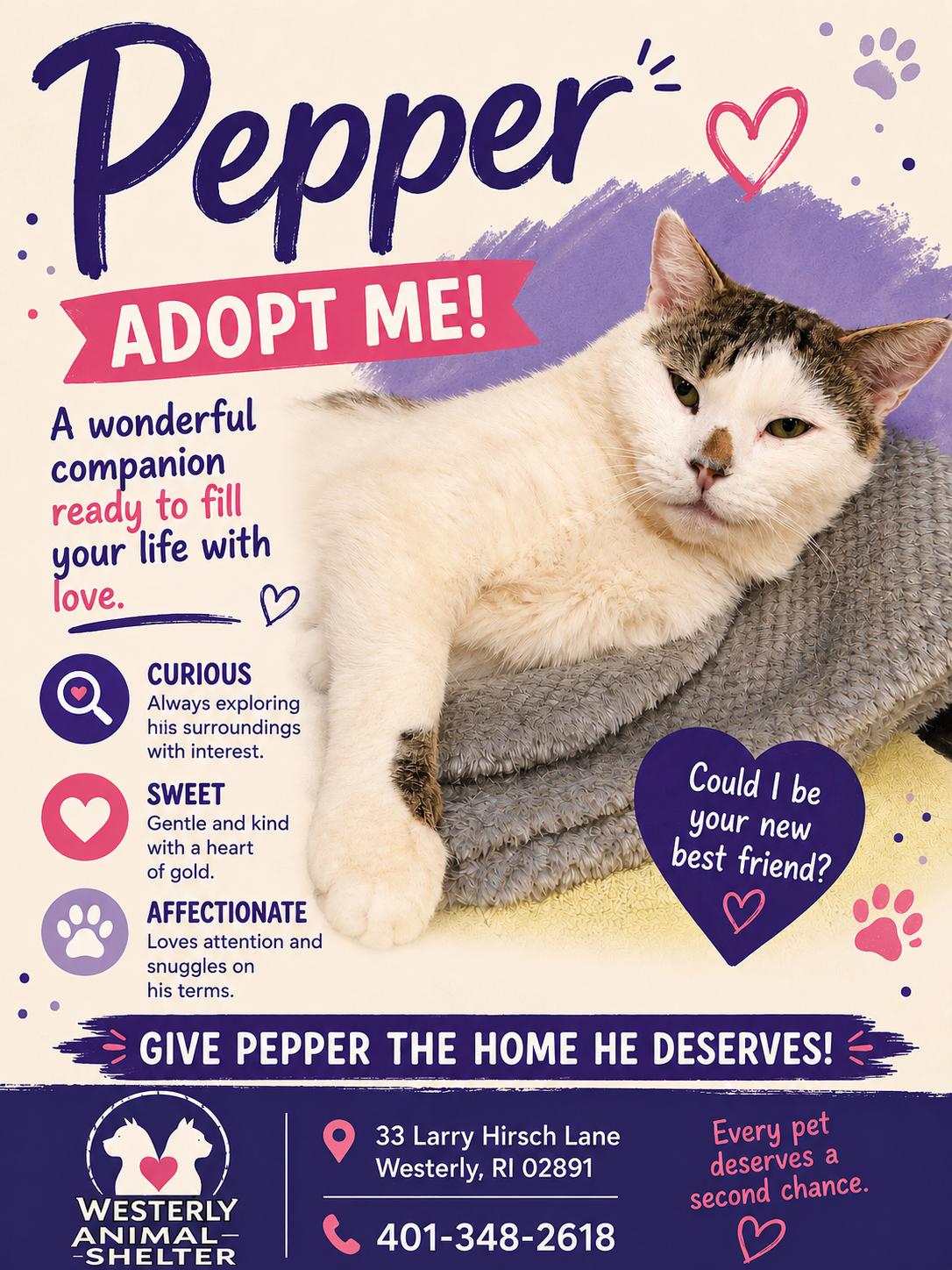 Pepper, Adoptable, Adult Male Domestic Short Hair.
