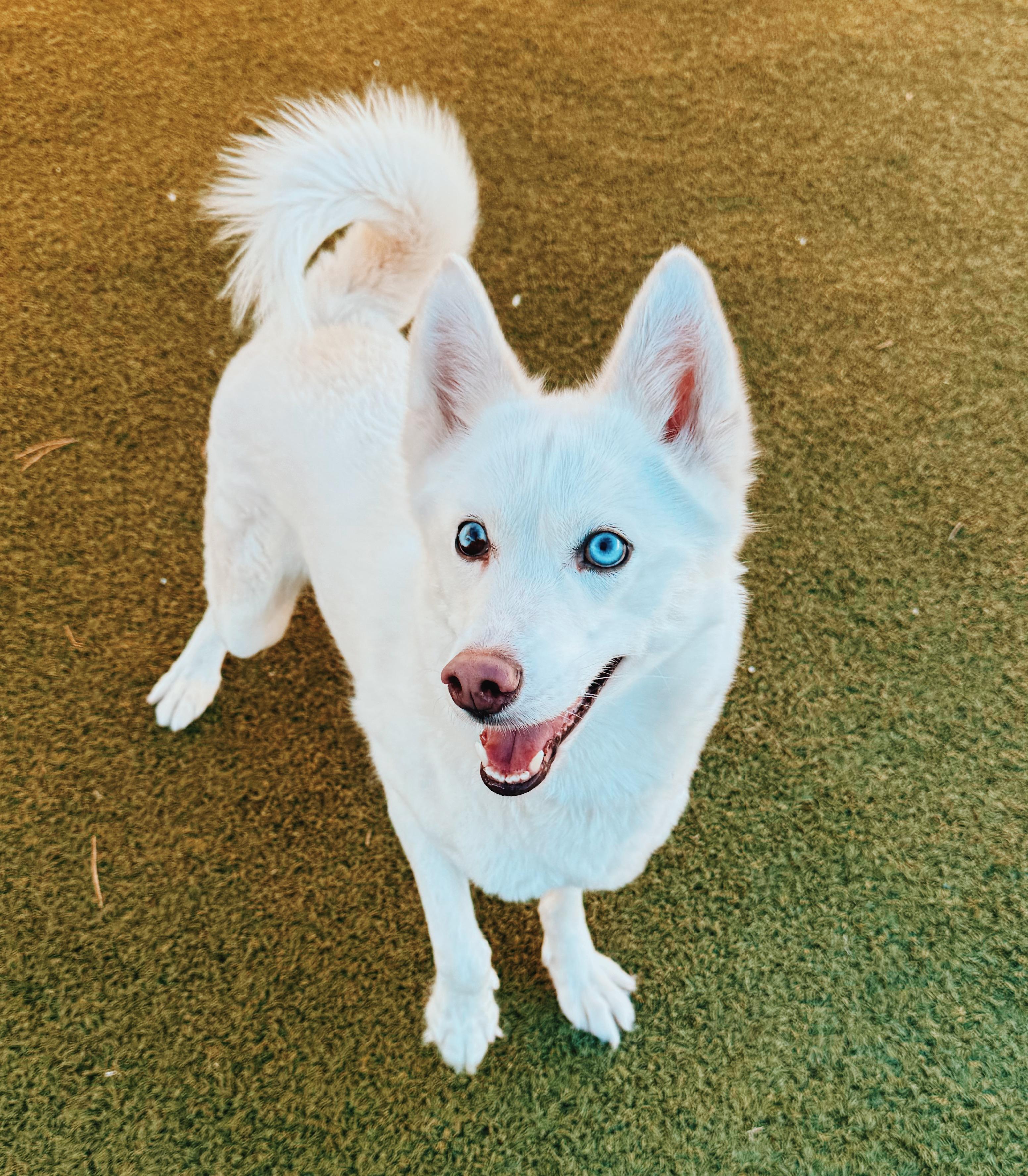 Freyja, ADOPTABLE, Adult Female Husky.