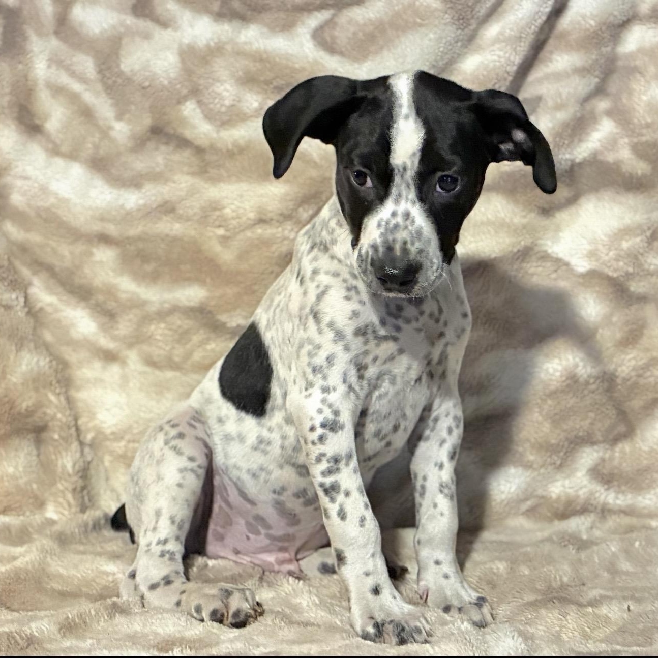 Mickey, a ADOPTABLE mixed breed in Pelham, NH image 6/6