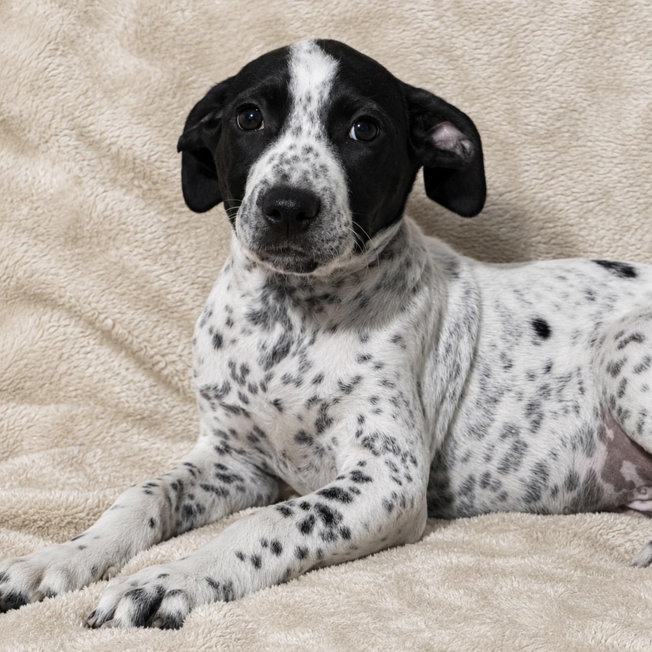 Mickey, a ADOPTABLE mixed breed in Pelham, NH image 3/6
