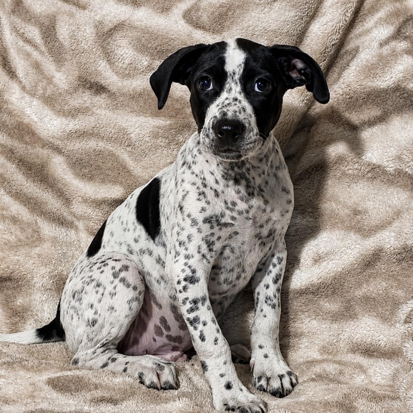 Mickey, ADOPTABLE, Puppy Male Mixed Breed & English Pointer.