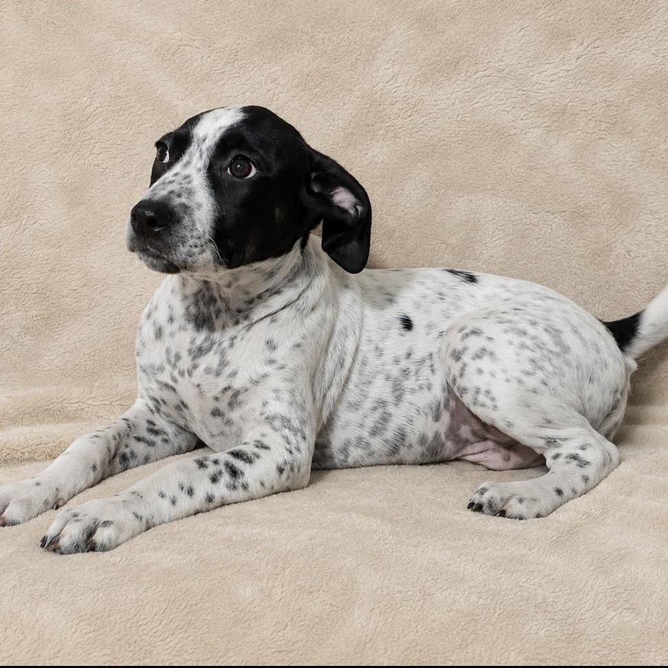 Mickey, a ADOPTABLE mixed breed in Pelham, NH image 5/6