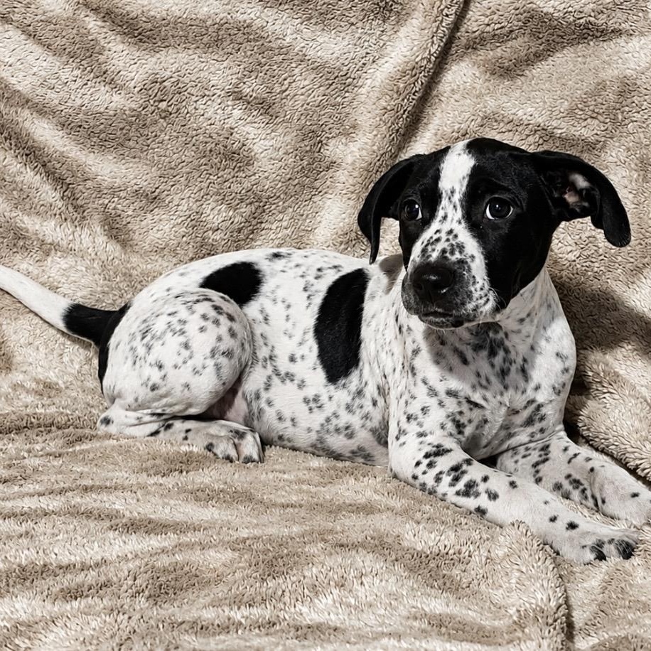 Mickey, a ADOPTABLE mixed breed in Pelham, NH image 2/6