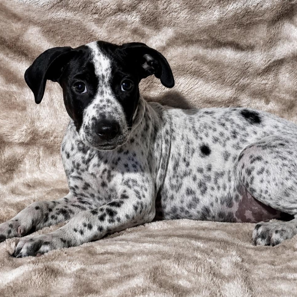 Mickey, a ADOPTABLE mixed breed in Pelham, NH image 4/6