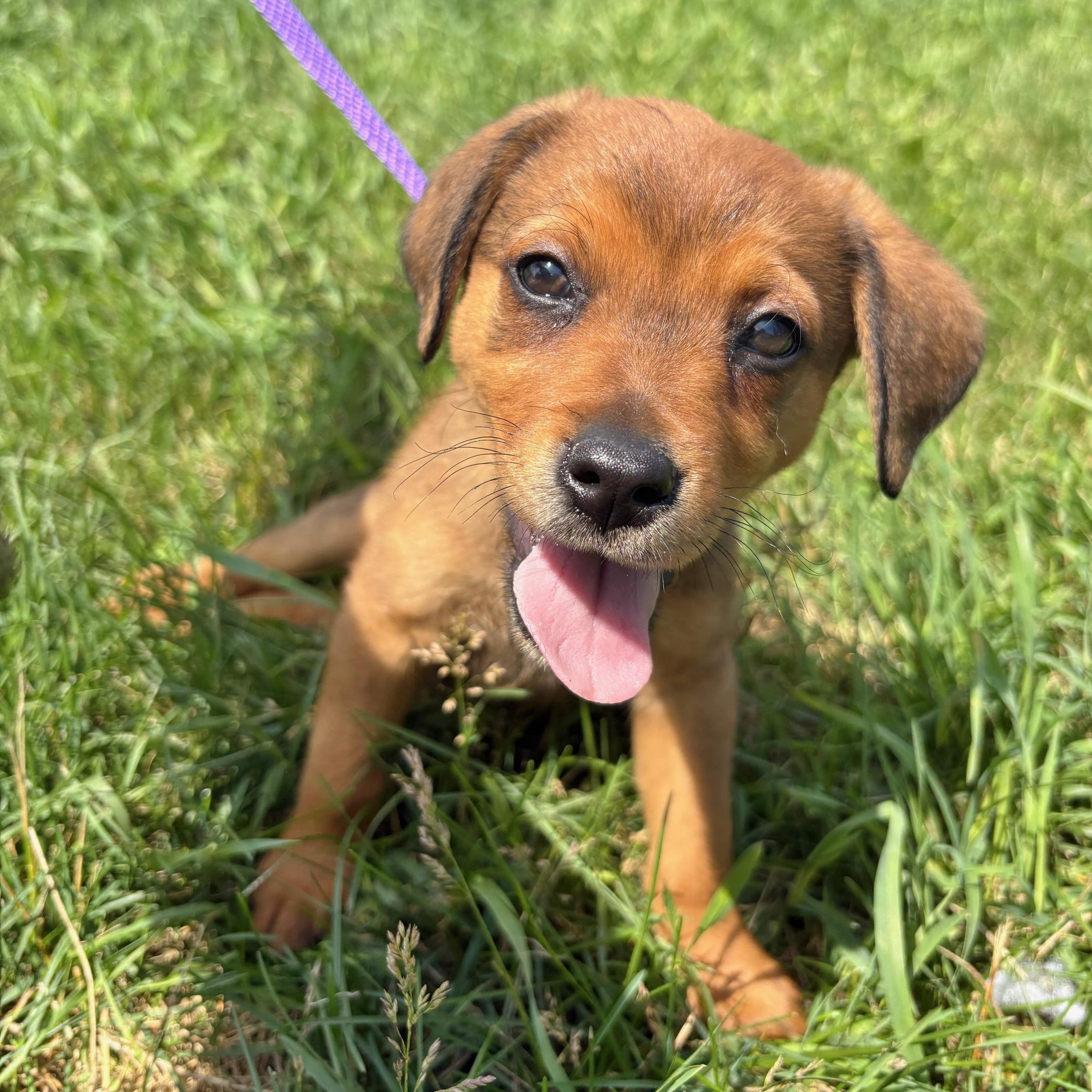 Enlarge Baxter, a ADOPTABLE mixed breed in Traverse City, MI image 1/1