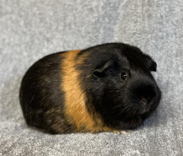 Bruce, Adoptable, Adult Male Guinea Pig.