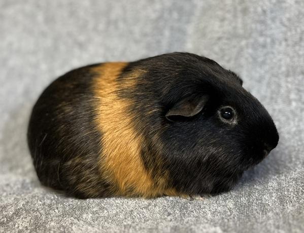 Enlarge Bruce, a Adoptable mixed breed in Monterey, CA image 2/5