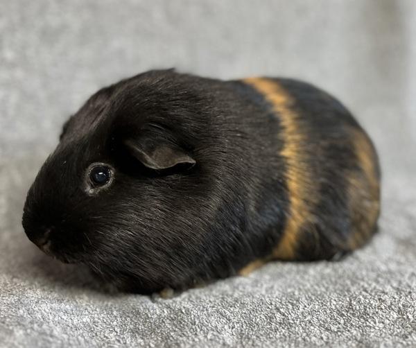 Enlarge Bruce, a Adoptable mixed breed in Monterey, CA image 3/5