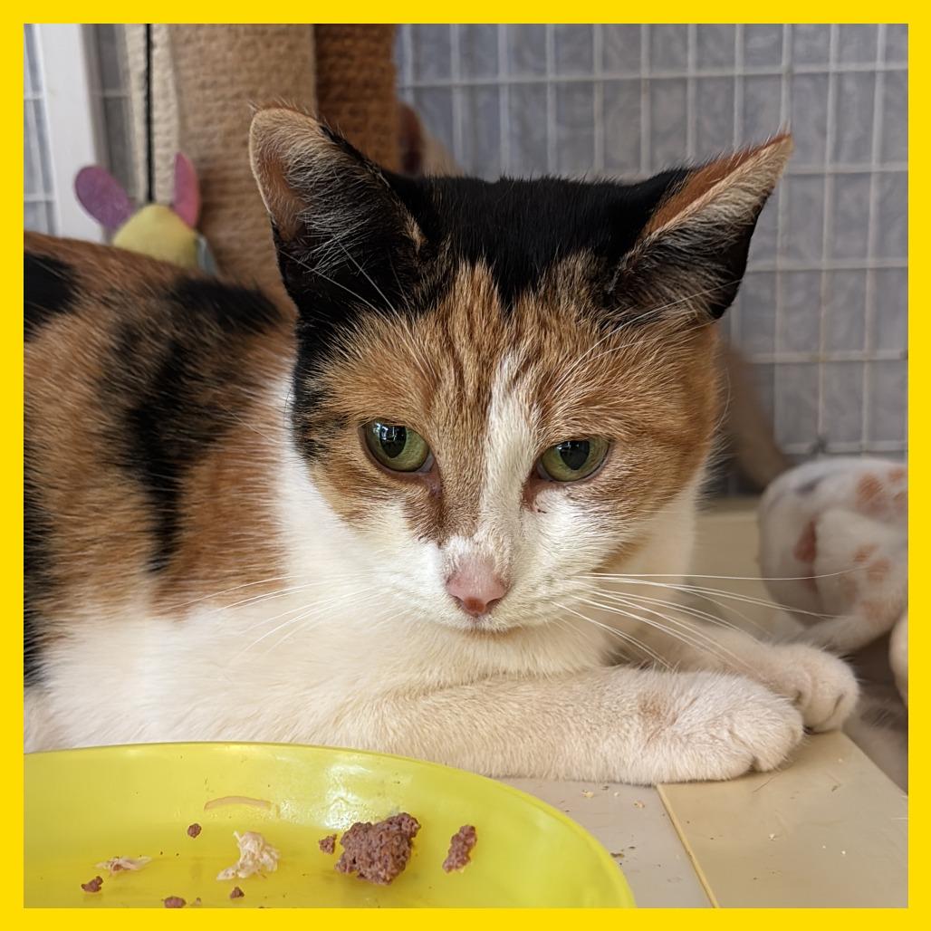 Madeleine, Adoptable, Young Female Domestic Short Hair.