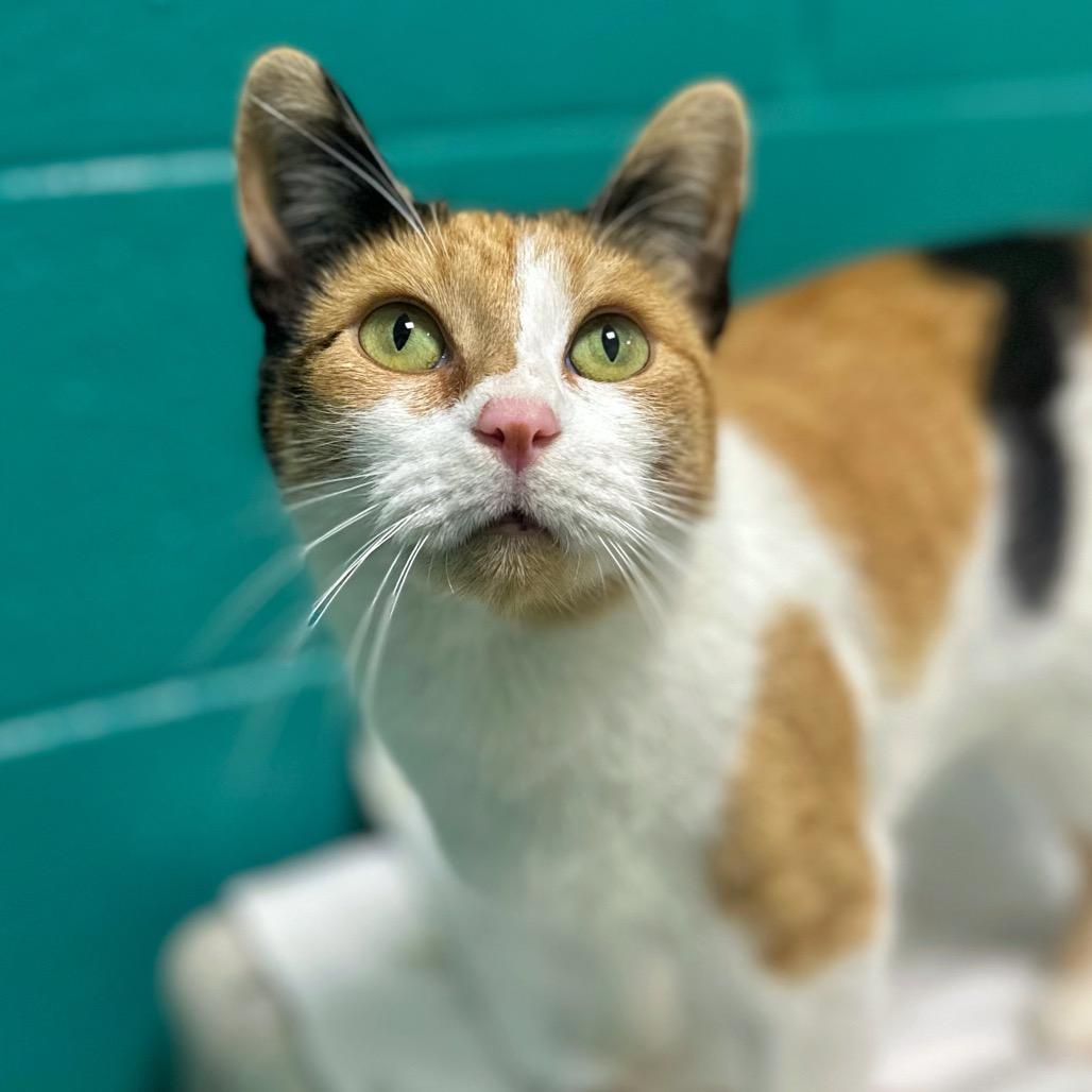 Enlarge Madeleine, a Adoptable Domestic Short Hair in Fredericksburg, VA image 2/2