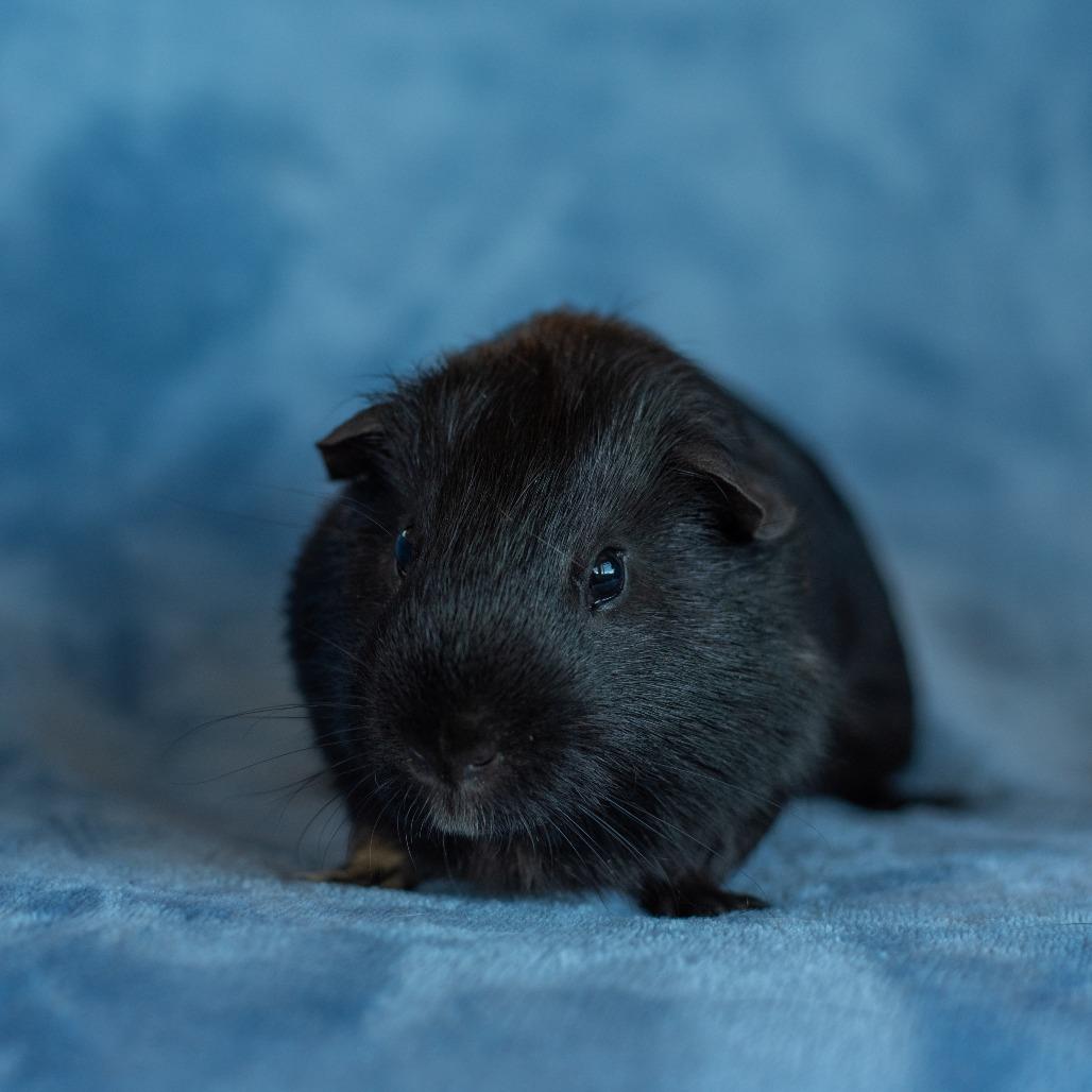 Loki, Adoptable, Adult Male Guinea Pig.