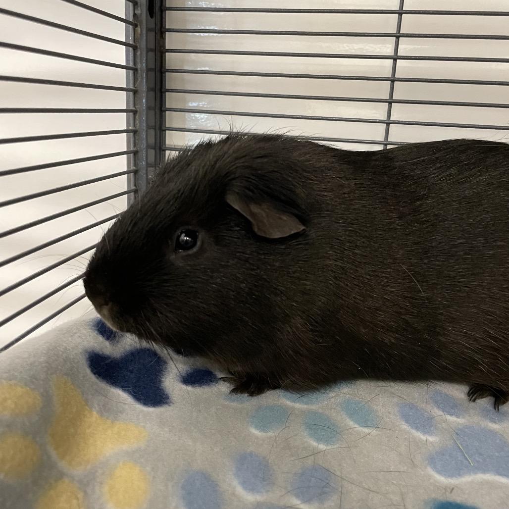 Enlarge Loki, a Adoptable Guinea Pig in Warwick, RI image 2/5