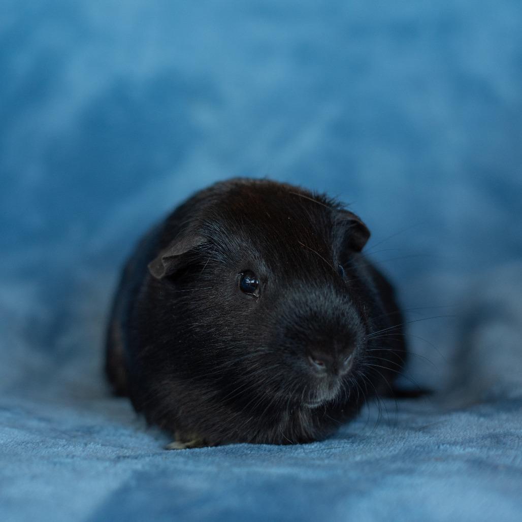 Enlarge Loki, a Adoptable Guinea Pig in Warwick, RI image 4/5
