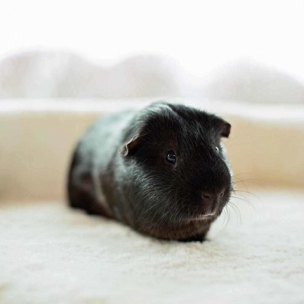 Enlarge Loki, a Adoptable Guinea Pig in Warwick, RI image 5/5