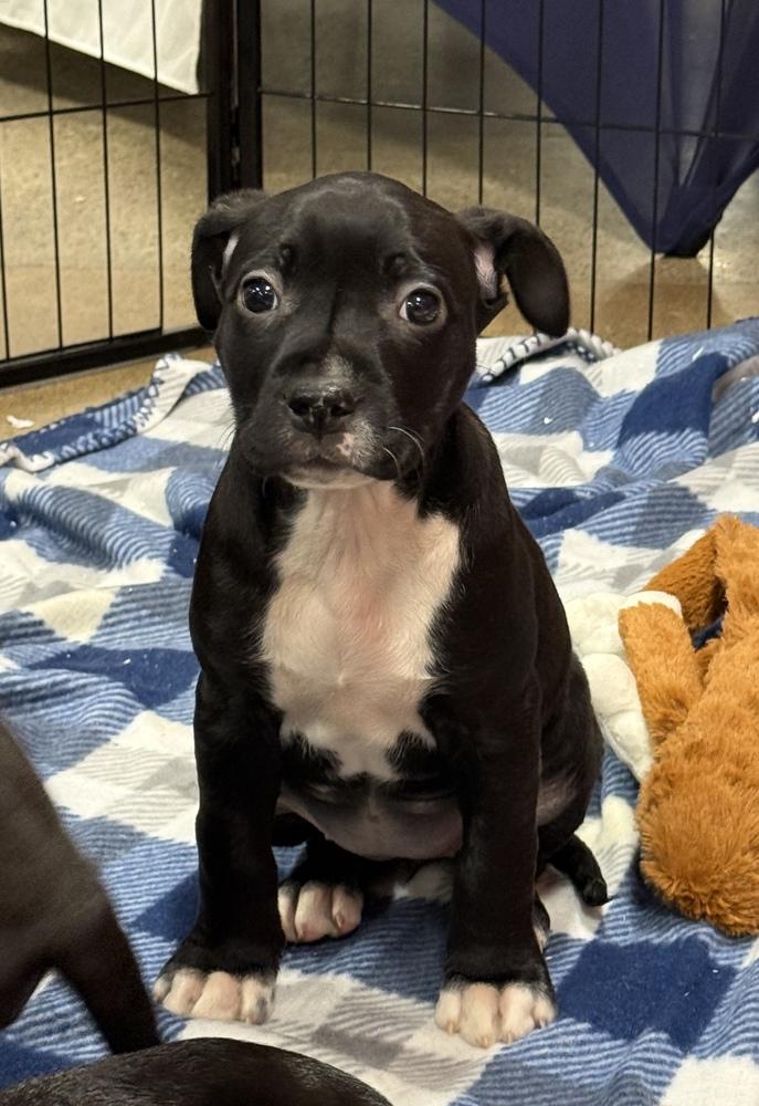 Eleven, Adoptable, Puppy Female Pit Bull Terrier & Mixed Breed.