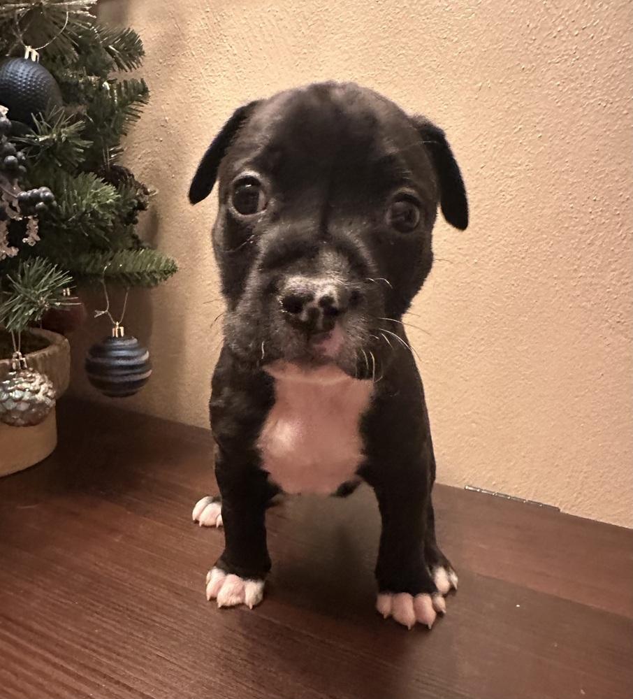 Eleven, Adoptable, Puppy Female Pit Bull Terrier & Mixed Breed.