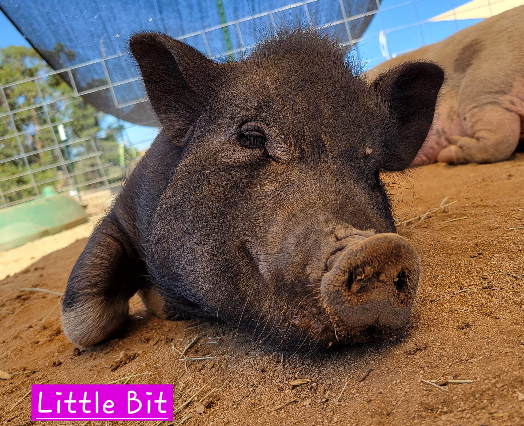 Enlarge Little Bit, a Adoptable Pot Bellied in Agua Dulce, CA image 1/5