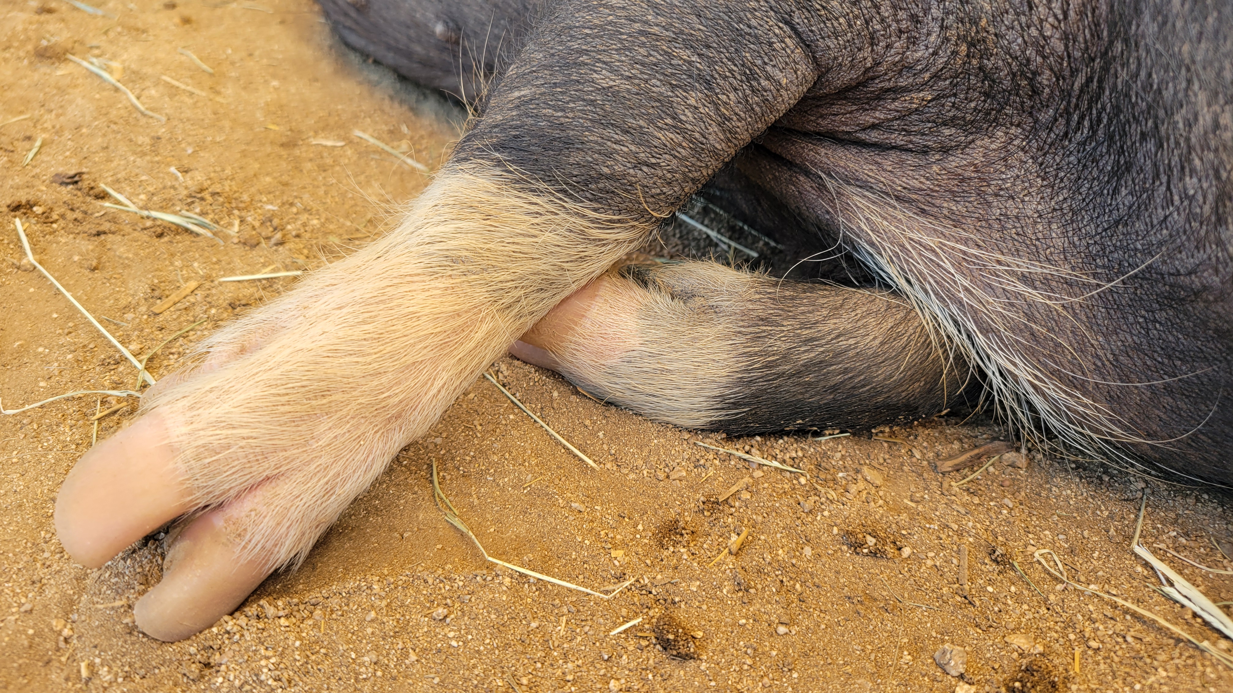 Enlarge Little Bit, a Adoptable Pot Bellied in Agua Dulce, CA image 2/5