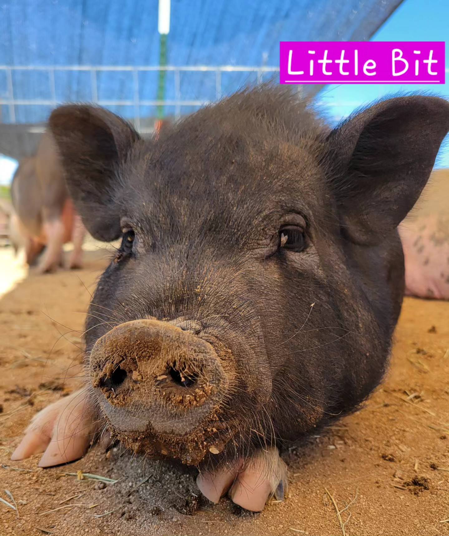 Enlarge Little Bit, a Adoptable Pot Bellied in Agua Dulce, CA image 3/5