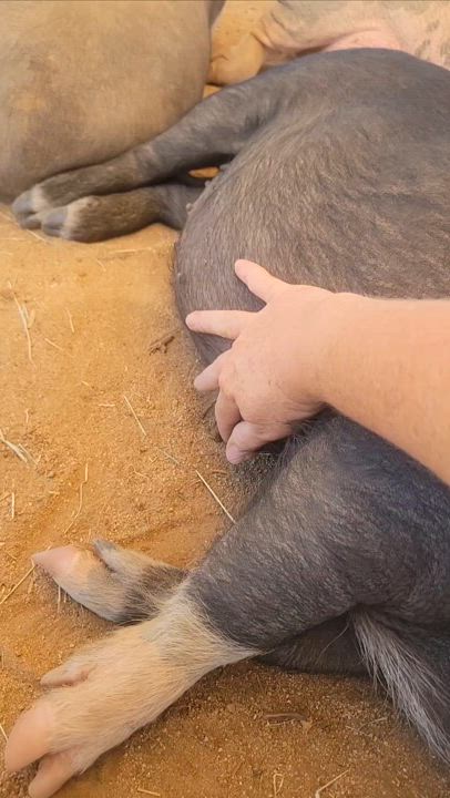 Enlarge Little Bit, a Adoptable Pot Bellied in Agua Dulce, CA video 4/5